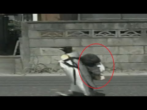 A Penguin Amaze The World By Going Shopping Every Day In The Market