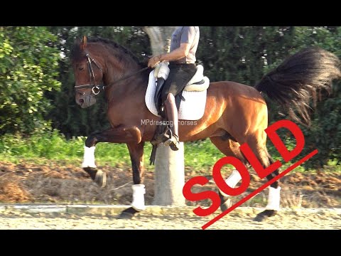 *SOLD* #MP235 | Andalusian PRE Stallion 2015