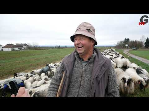 Život pod vedrim nebom - priča ovčara sa Manjače