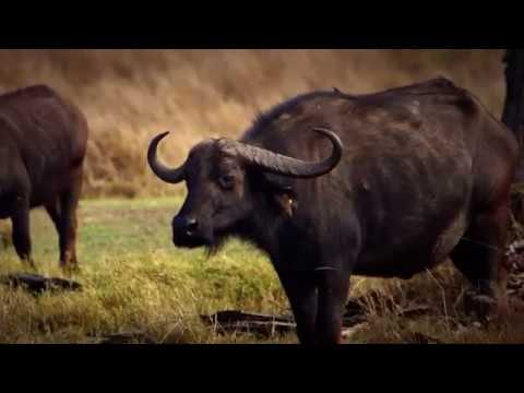 Serengeti HD [Tier Doku]