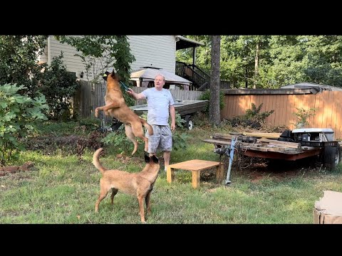 Training my dogs to jump after the ball ￼#Belgium #dog #training #belgianmalinois