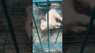 Download lagu Kelinci ku sekarat mp3