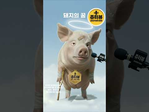 돼지의 꿈 [쥬터뷰 오리지널] - by 스포츠중계 올킬티비