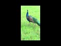 Wild Animals Peacock Dancing Shots Animals Peacockdance Yongsieutv Mo4ke