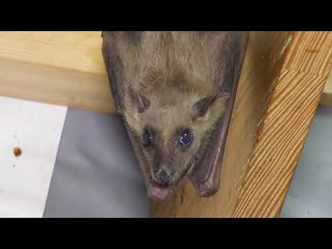 Ludzkim głosem o zwierzętach - Nietoperze