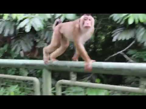 Makak Maymunları - Macaques Monkeys