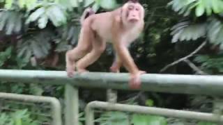 Makak Maymunları - Macaques Monkeys