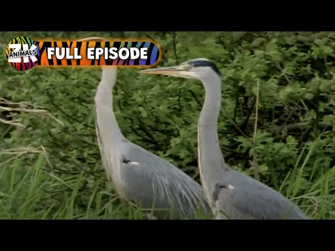 Grey Heron Fishing - Wild World - Animal Kingdom