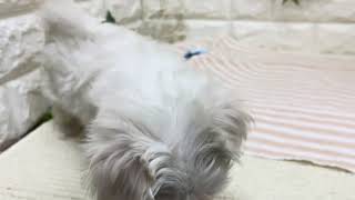 マルチーズの動画01