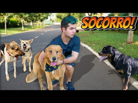 ATACADOS POR CACHORROS NA RUA ! - Vida de Maloucos #20