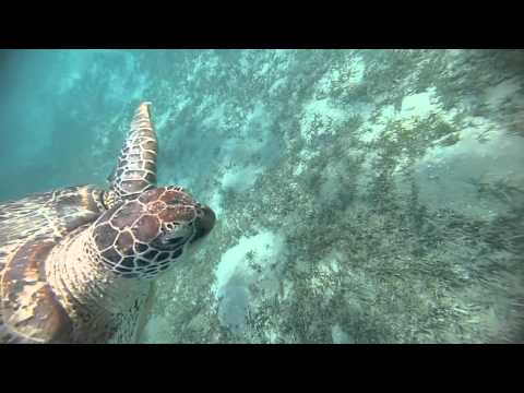 Friendly Turtle at Marsa Moubara Marsa Alam Egypt with Ducks Divers