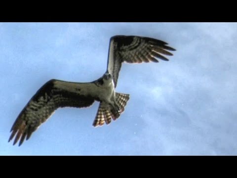 Osprey Hunting And Catching Fish