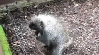 Dancing porkupine