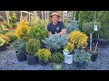 Low Maintenance Evergreen Shrubs to Grow Around Your Home!