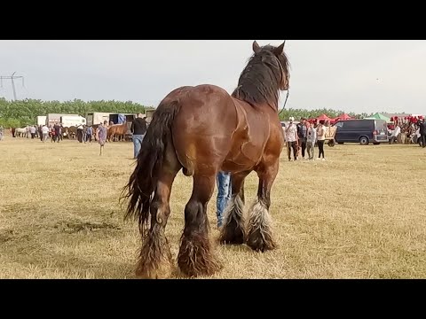 Armăsarul lui Molnar Emanuel de la Ardud - Satu Mare 2022