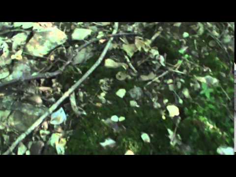 golden chanterelle mushrooms