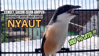 Download lagu burung cendet gacor JUARA FULL EMOSI AMPUH PANCINGAN CENDET AGAR BUNYI bikin BURUNG CENDET GACOR mp3 Download lagu burung cendet gacor JUARA FULL EMOSI AMPUH PANCINGAN CENDET AGAR BUNYI bikin BURUNG CENDET GACOR mp3