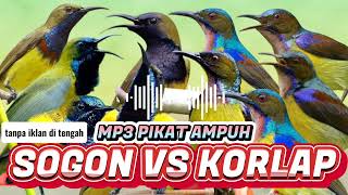 Download lagu PIKAT SOGON VS KORLAP RiBUT UNTUK BURUNG YANG SUSAH TURUN mp3