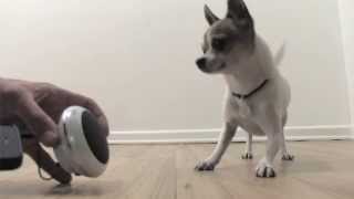 Pancho the dancing dog