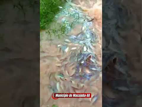 Município de Macajuba-BA