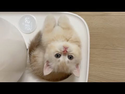 꾹꾹이 장인 애교대마왕 고양이 다복이의 성장 과정