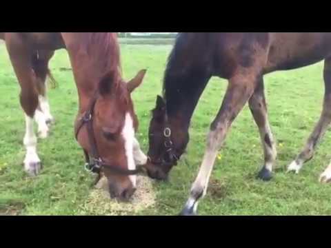 Dea Kalejs och Filia Kalejs