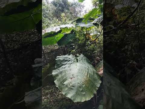 Pueblorrico Antioquia, parque natural la trocha un lugar para visitar.