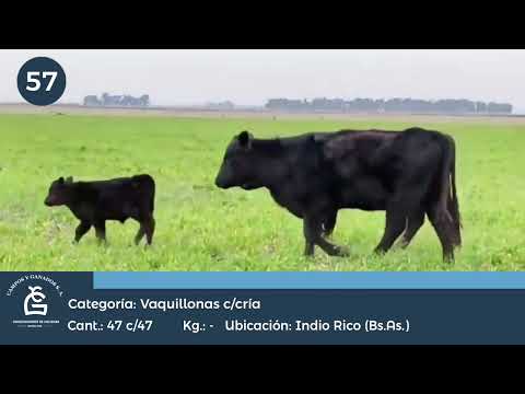 Lote VC Nueva con cría - Indio Rico Bs As