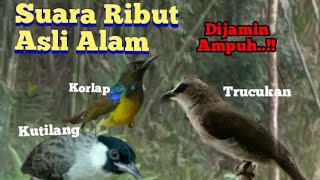 Download lagu Suara Pikat Burung Ribut Asli Alam, Kutilang,Trucukan,korlap mp3