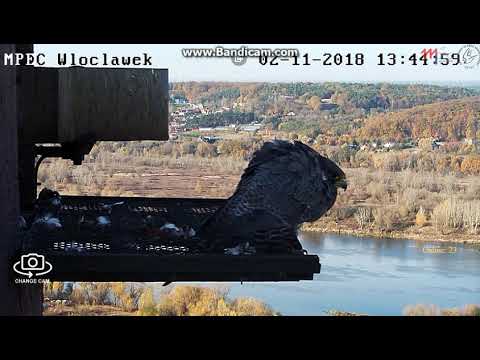 MPEC Włocławek Poland - Glinka and INTRUDER -  2018 11 02 13 43