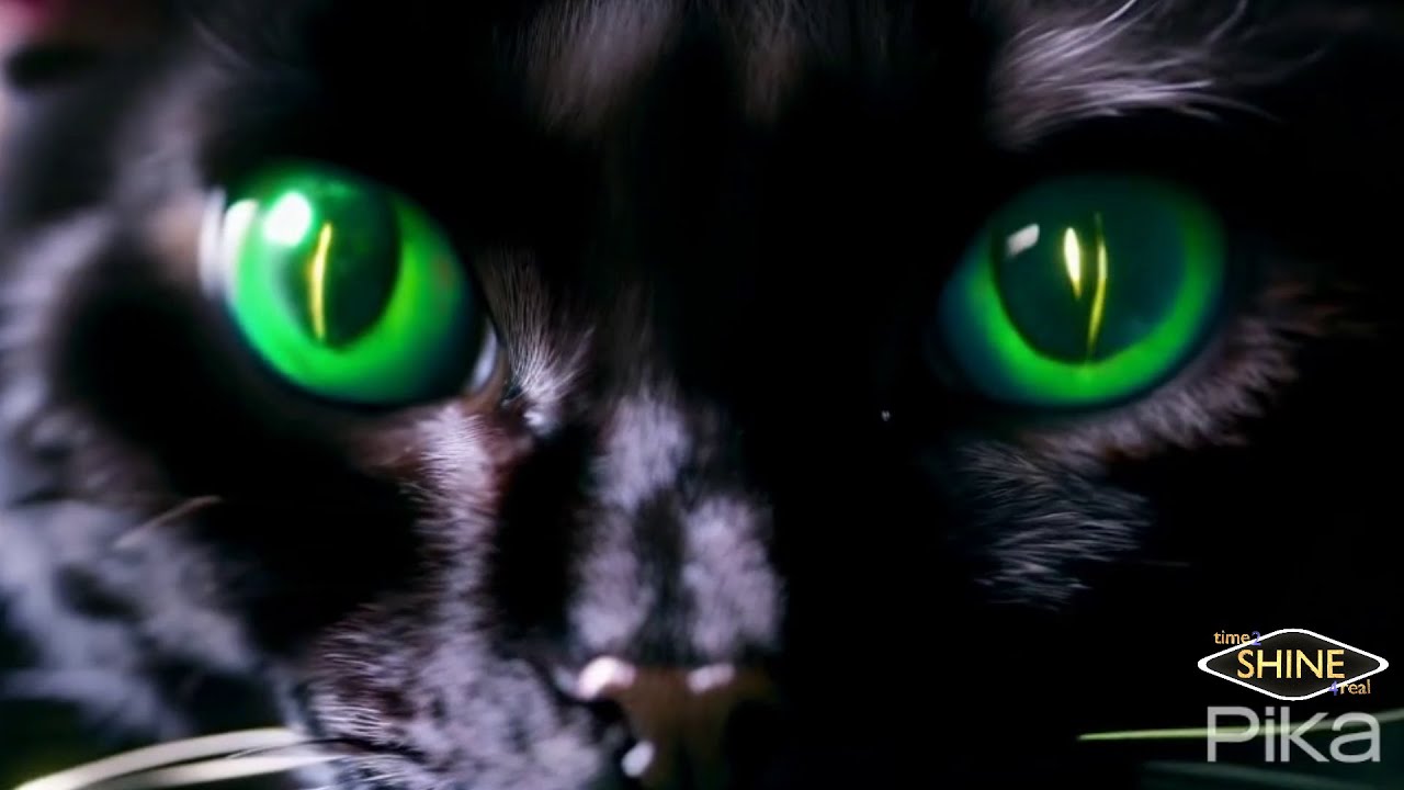 Realistic looking cats made with A.I. generated images - Amazing!