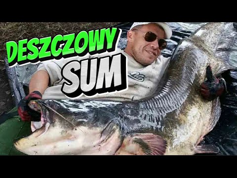 Deszczowy Łowca - Mini Vlog#7 Wędkarstwo Sumowe - CATFISH