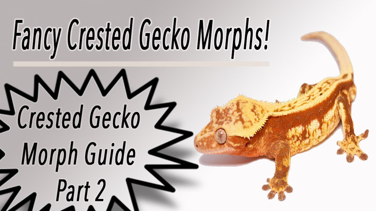 DESIGNER Crested Gecko Morphs! Morph Guide Part 2