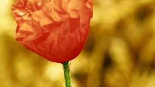 Armand Amar - La Genèse