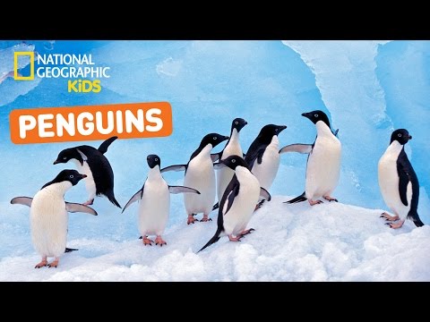 All About Penguins 🐧 | Nat Geo Kids Penguins Playlist