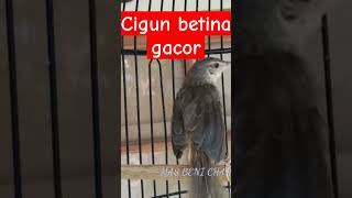 Download lagu CIGUN BETINA MEMANGGIL JANTAN mp3 Download lagu CIGUN BETINA MEMANGGIL JANTAN mp3