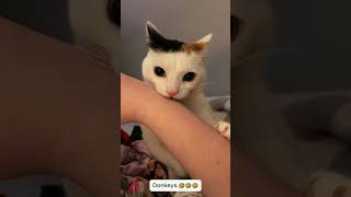 Cats' faces tell how they feel #cat #cute #catvideo #cutecat #funnyvideo