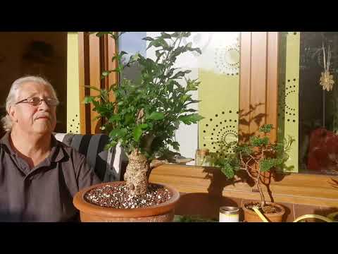 Bonsai Feldahorn Acer Campestre Blattschnitt wegen Mehltau. Hibiskus mit Blütenknospen.