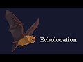 Bat Echolocation