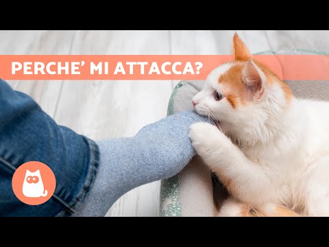 Perché il mio GATTO mi attacca senza motivo? 🐱 (9 Cause)