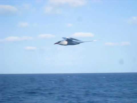 Red-billed Tropicbird (Phaethon aethereus)