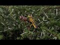 Worst infestation in 25 years devastates farmland in Somalia