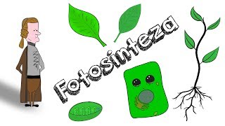 Fotosinteza