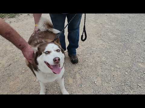 Bailey Blue, an adopted Husky in Bandera, TX_image-1