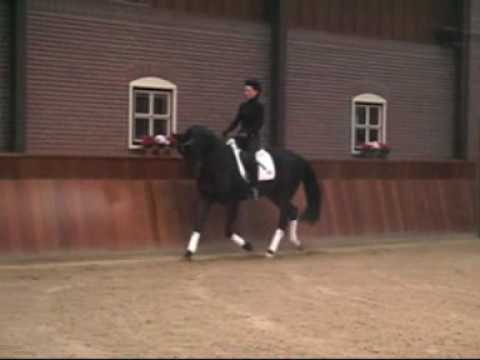 Dom Primero x Donnerhall