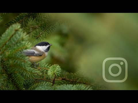 Hidden Truths About Wildlife Photography on Instagram: Reminders and Tips for the Self-Doubters