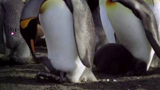 Pinguinpromo - Aardschok Lang video