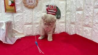 スコティッシュフォールドの動画01