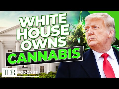 Why Trump’s Team Is Highlighting Cannabis Reform | TDR Cannabis in 5
