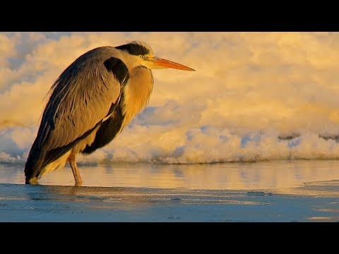 Grey heron birds in winter